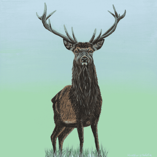 Highland Stag - Acrylic on Canvas Painting, Original Artwork - Mounted Prints